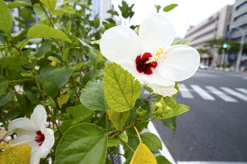 沖縄県宜野湾市