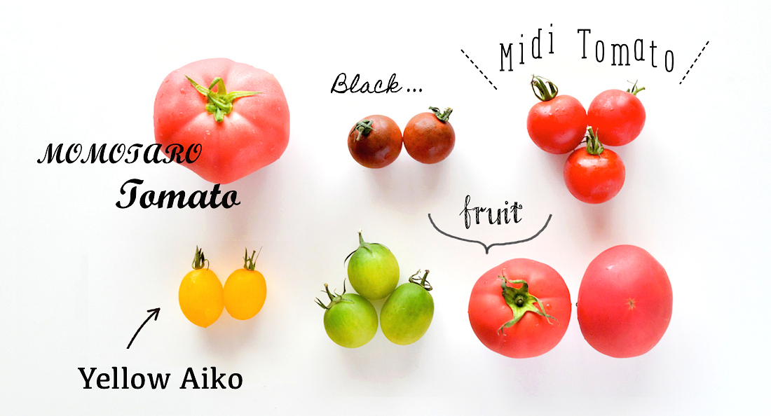 色違いのトマト、味の違いは？