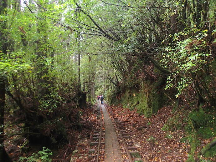 屋久島縄文杉トロッコ道