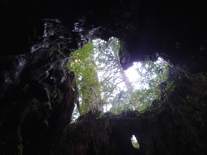 屋久島ウィルソン株