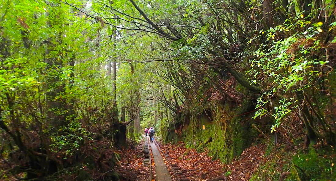 屋久島_縄文杉トロッコ道