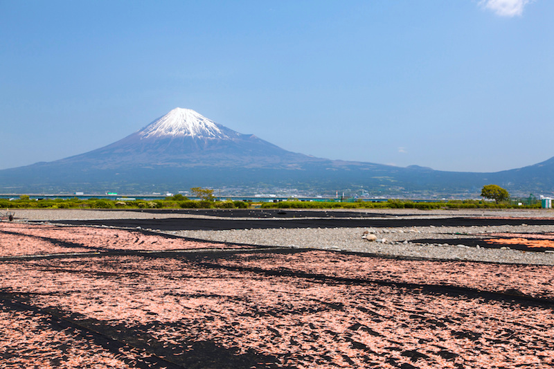 富士山と天日干し桜えび