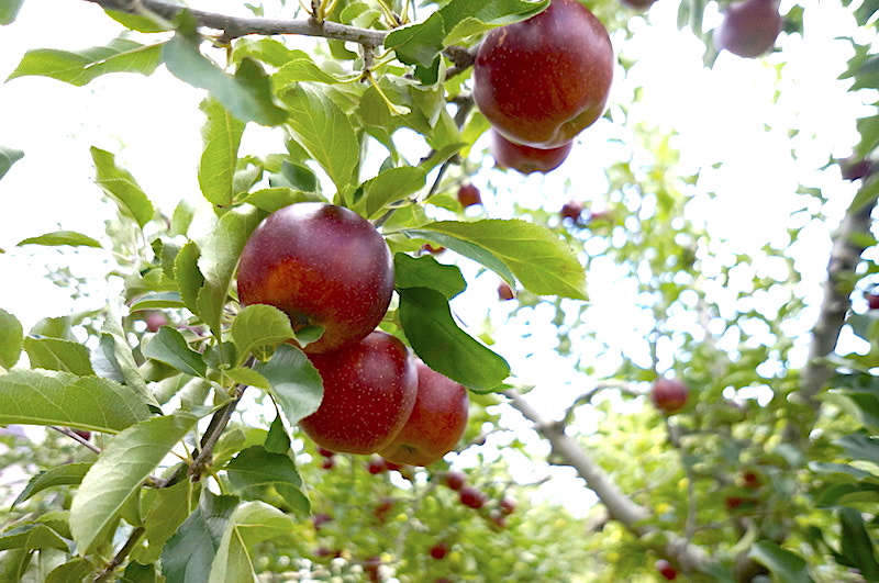 戸田農園りんご畑